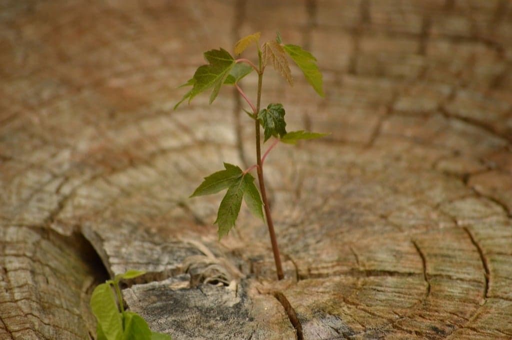 A tree still growing after it was cut